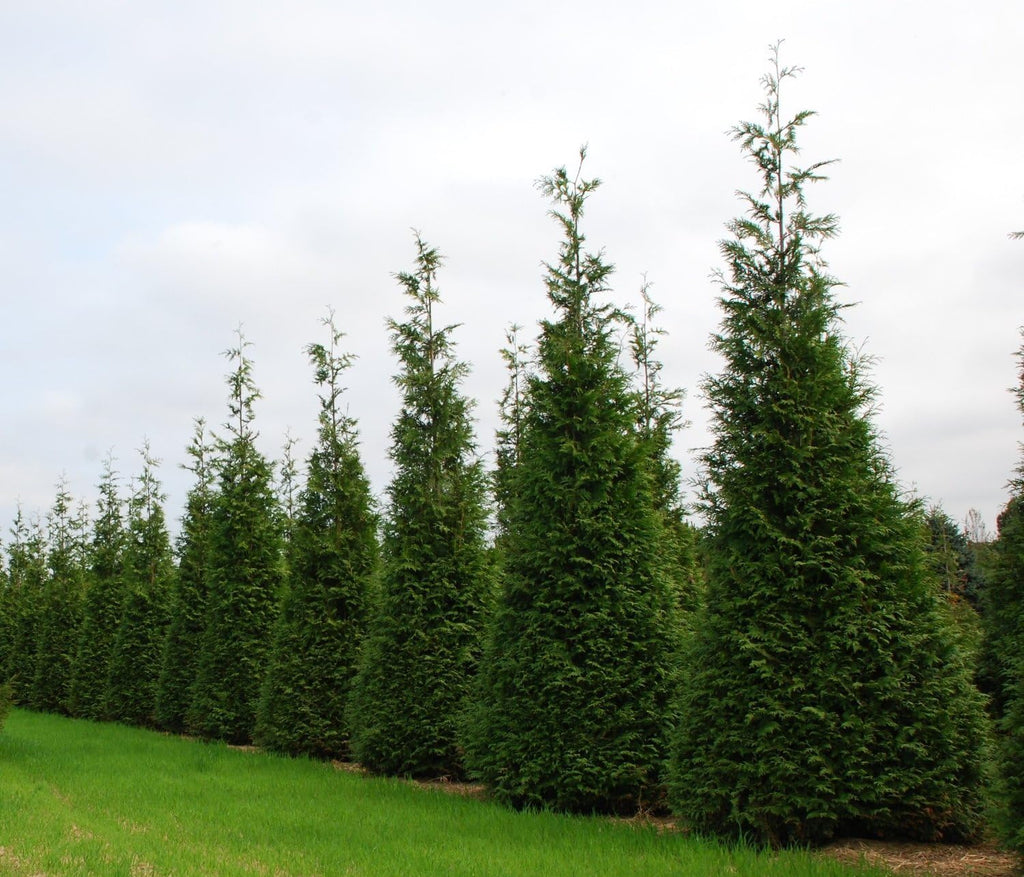 40 Live Trees Evergreen Privacy H616