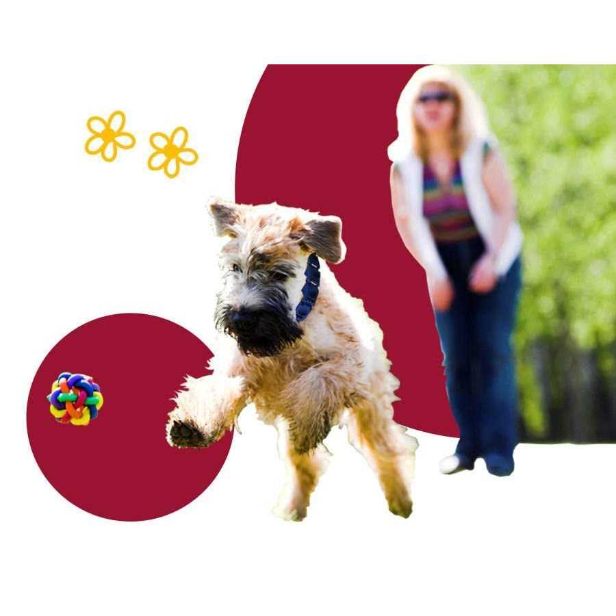 Dog Training System with DVD and Command Collar B82172