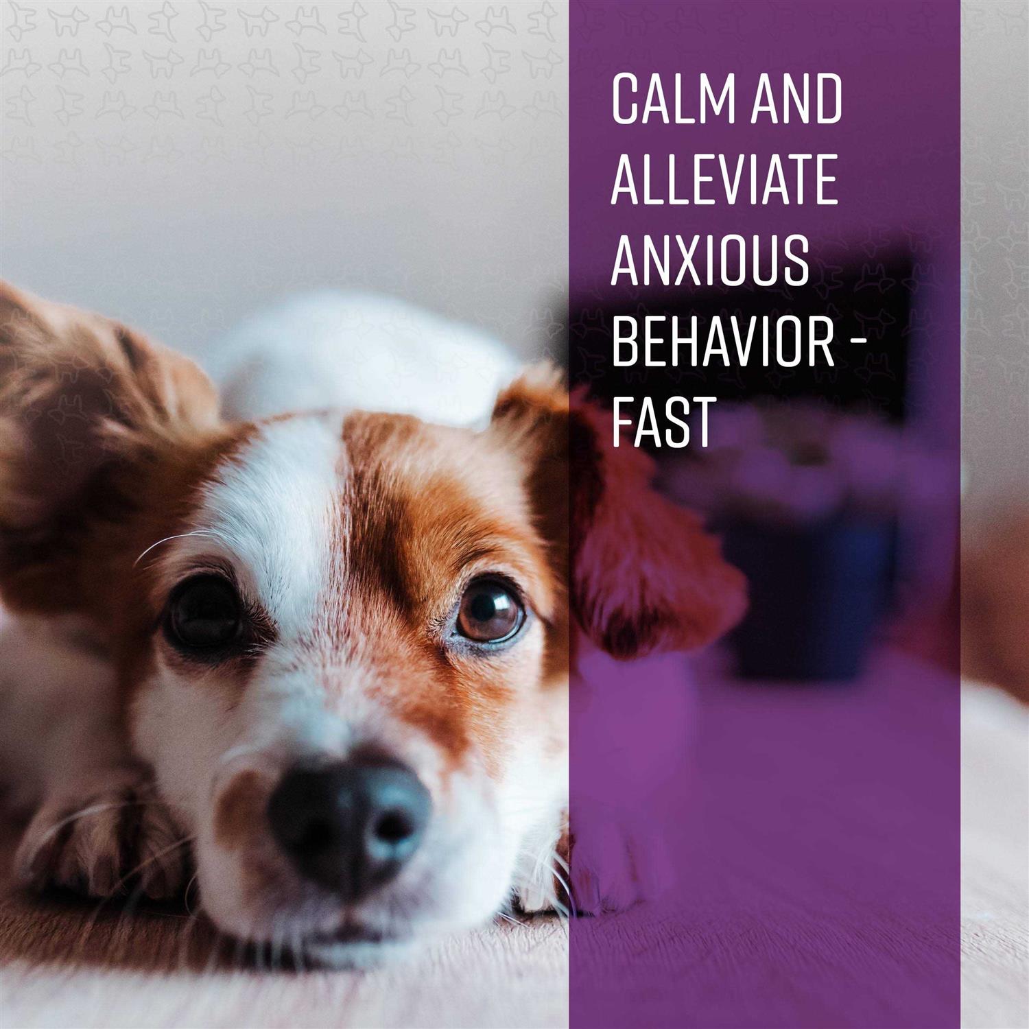Calming Ointment for Dogs I256894
