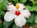 100+ Hibiscus Flower Mix Color Giant Exotic Coral Gardening Hibiscus Flower
