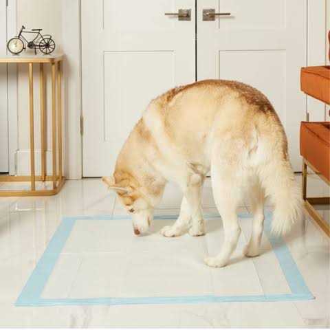 Giant Potty Pads Odor Eliminating for Dogs H72482