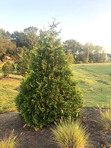 Green Giant Arborvitae Shrub 2.25 Gal W6248