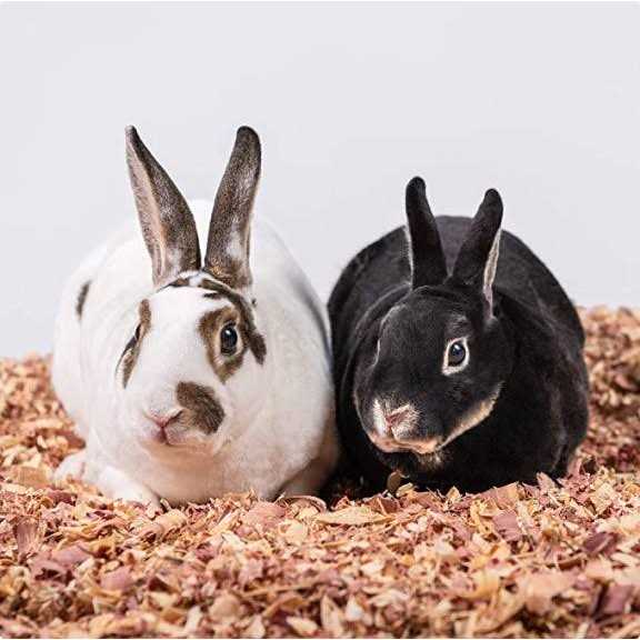 Kiln Dried Red Cedar Bedding for Pets I94132