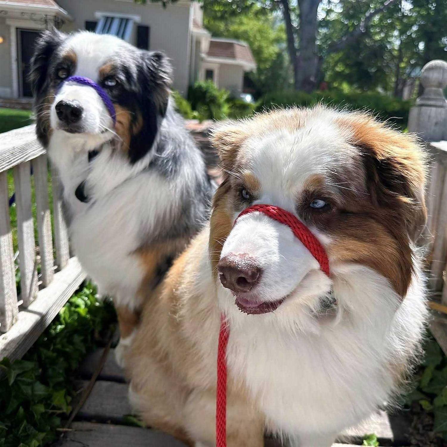 Pet Supplies online store T53756