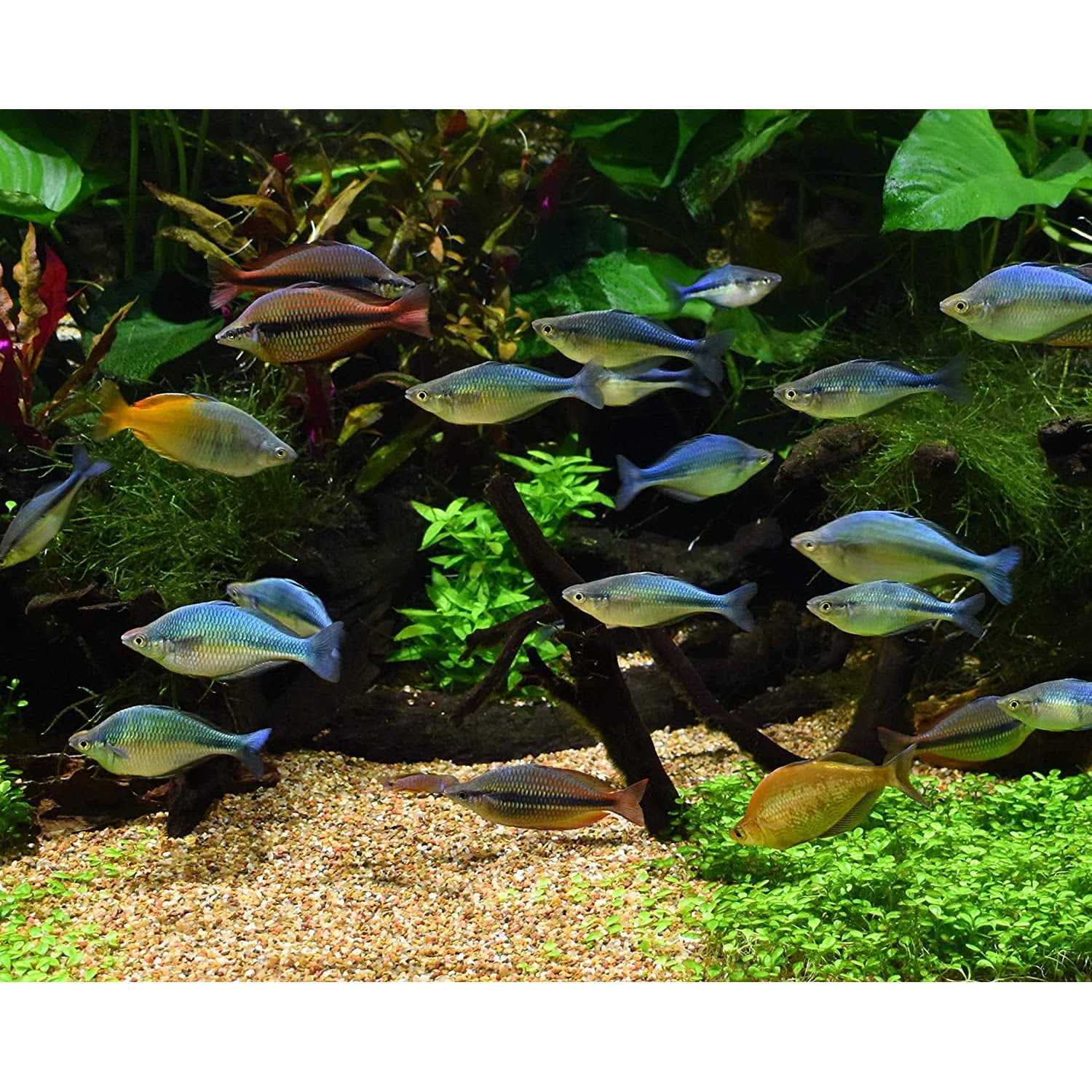 Alkaline Buffer for Aquariums W3766