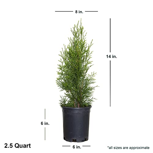 Emerald Green Arborvitae Evergreen Shrub, Live Outdoor Plant J12017