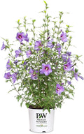 2 Gallon Proven Winners Hibiscus Paraplu Violet Shrub