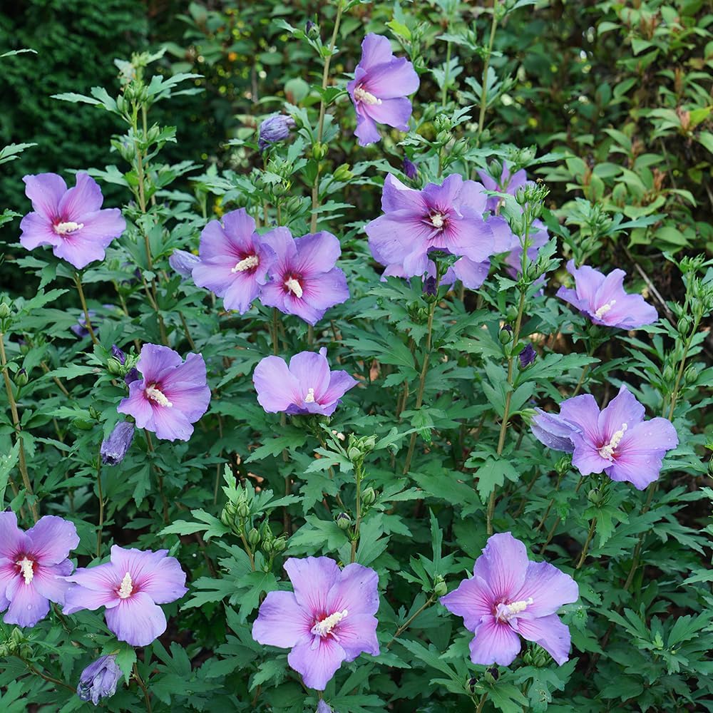 Hibiscus Paraplu Violet Shrub 2 Gallon K74459