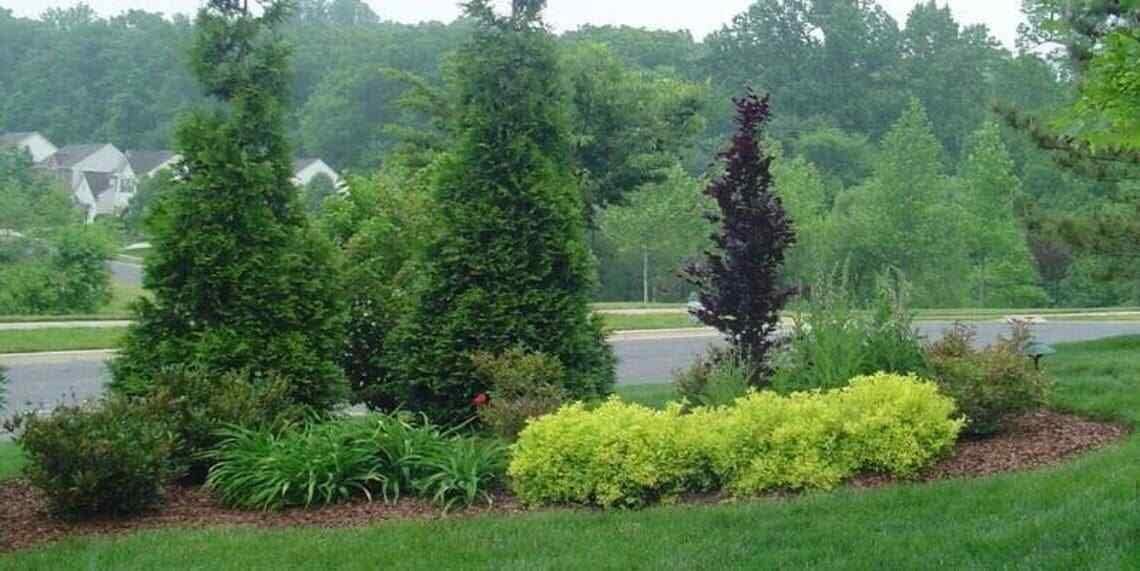 Thuja Green Giant Arborvitae Seedlings 6-12" Tall in 2.5" Pots J1821