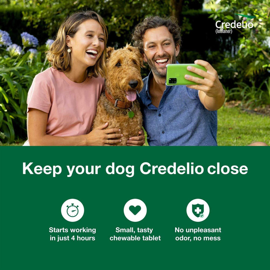 Chewable Tablet for Dogs R430973