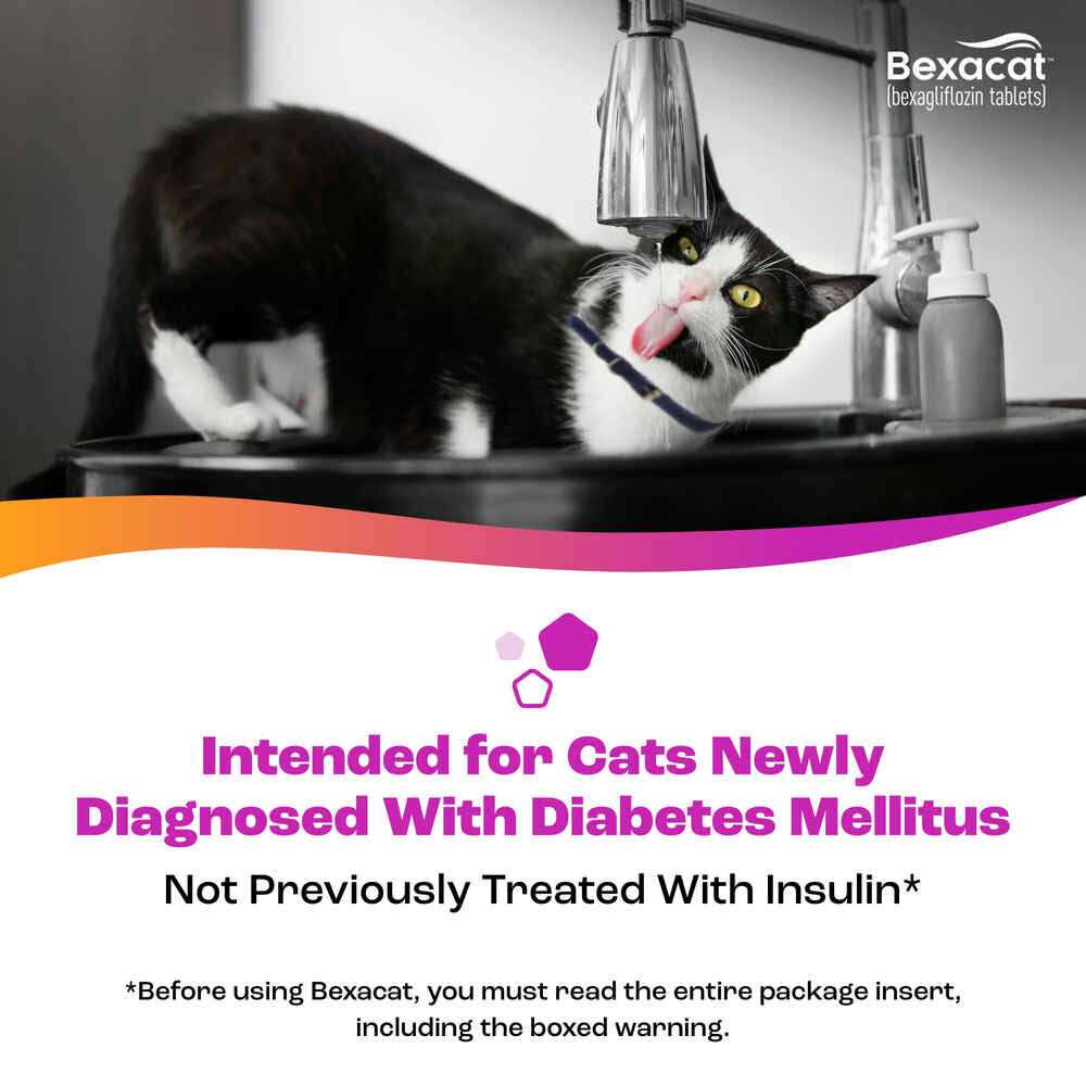 Cat Diabetes Medication 15 mg N62267