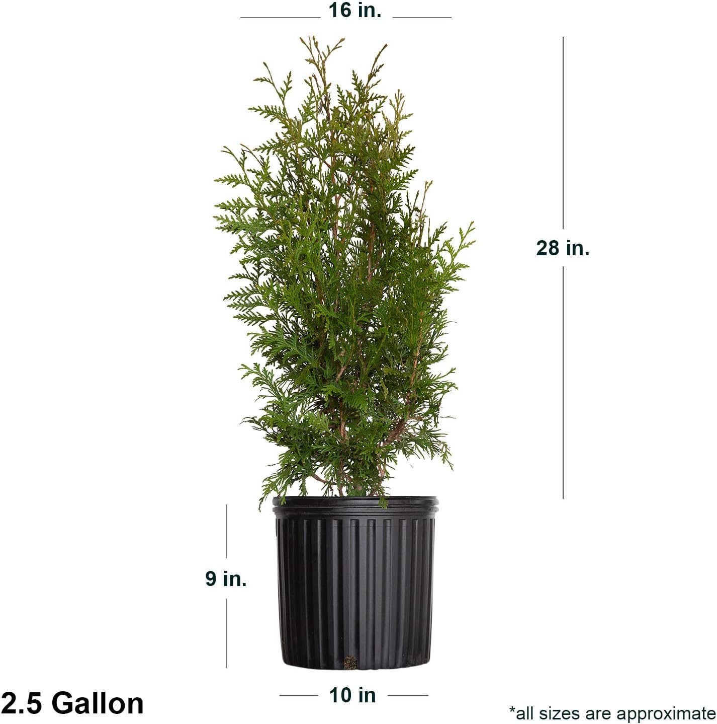 2.5 Gallon Arborvitae Evergreen Thuja Tree B79226