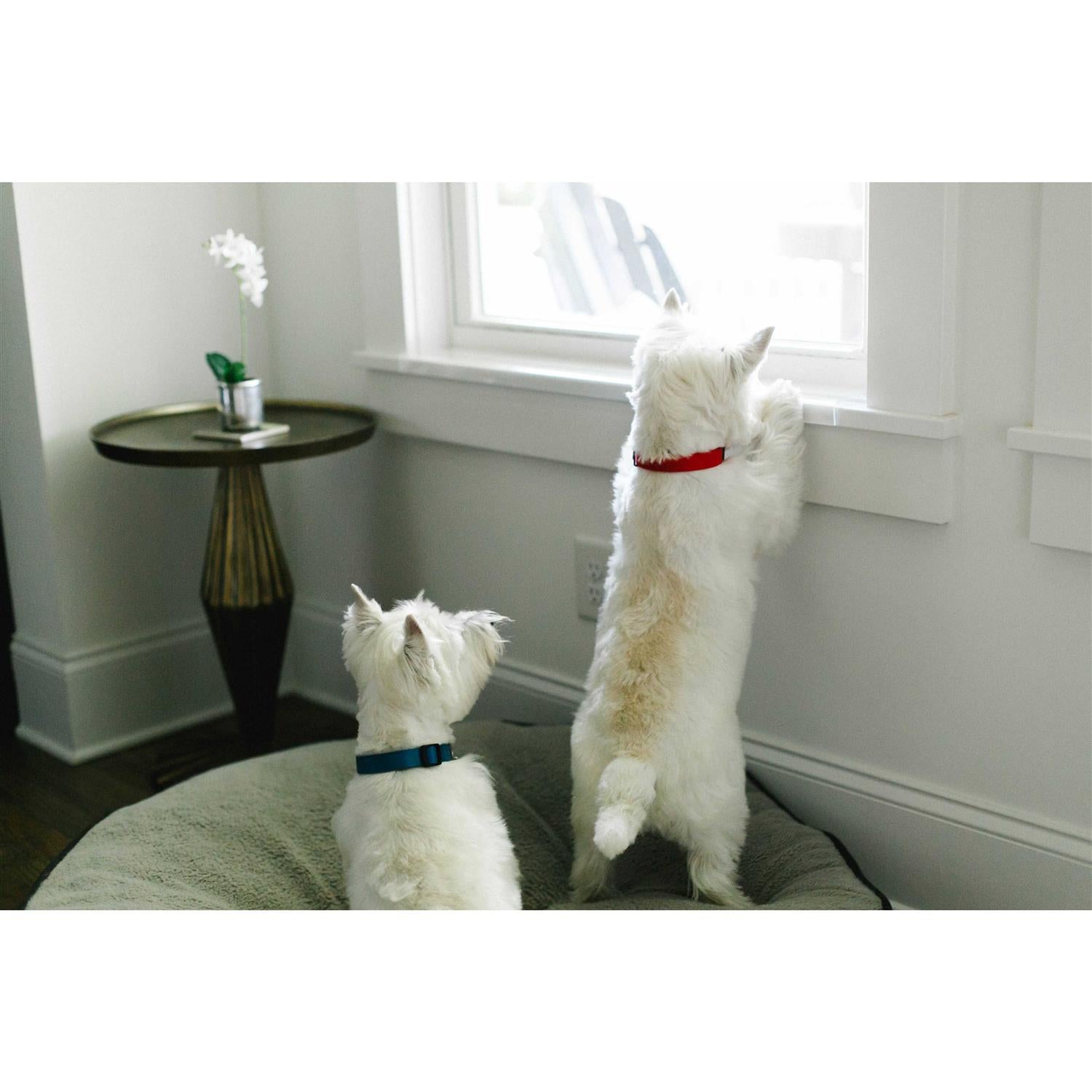 CLAWGUARD Window Sill Protector Strong Transparent Protection from Dog and Cat Scratching Chewing Slobbering and Clawing - Pet Supplies online store