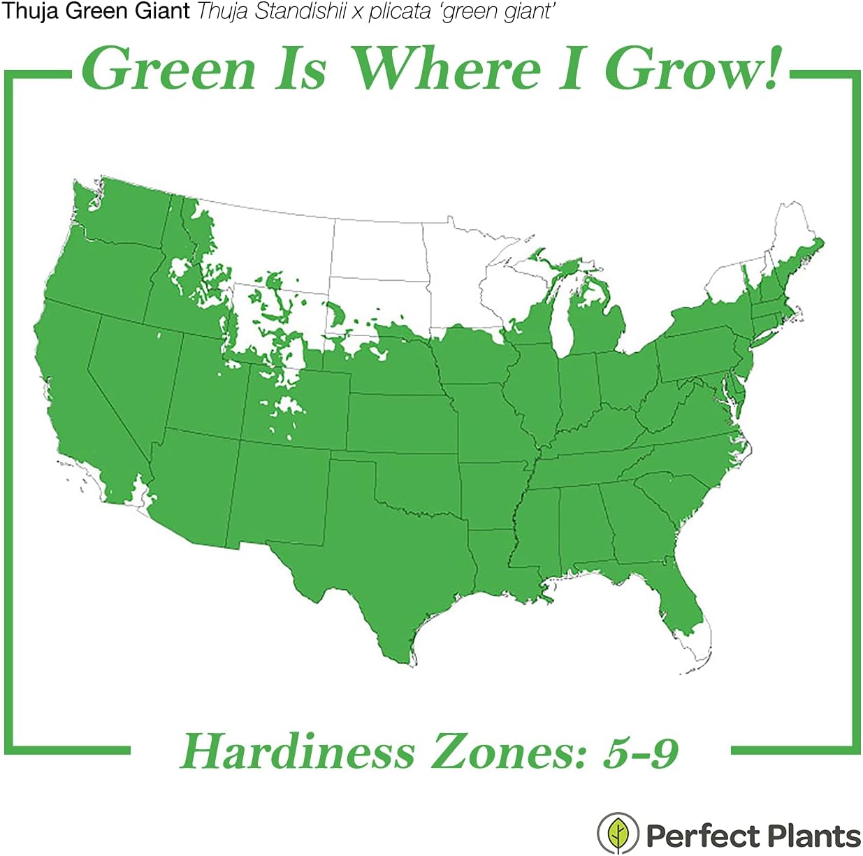 Thuja Green Giant 5-Pack Privacy Evergreen Arborvitae J664414