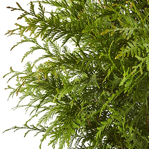 Green Giant Arborvitae Shrub 2.25 Gal W6248