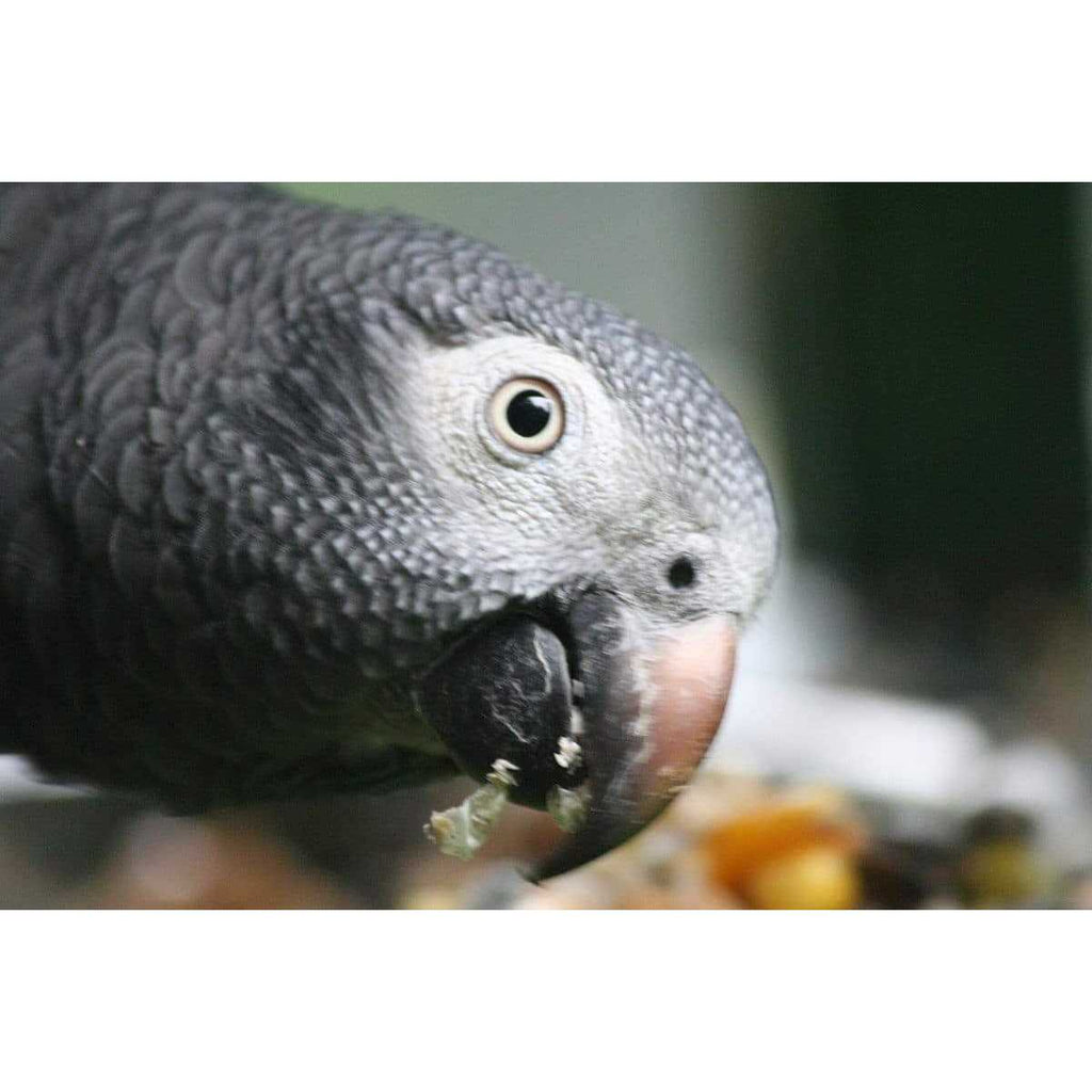 Parrot Food Sample Pack A718098