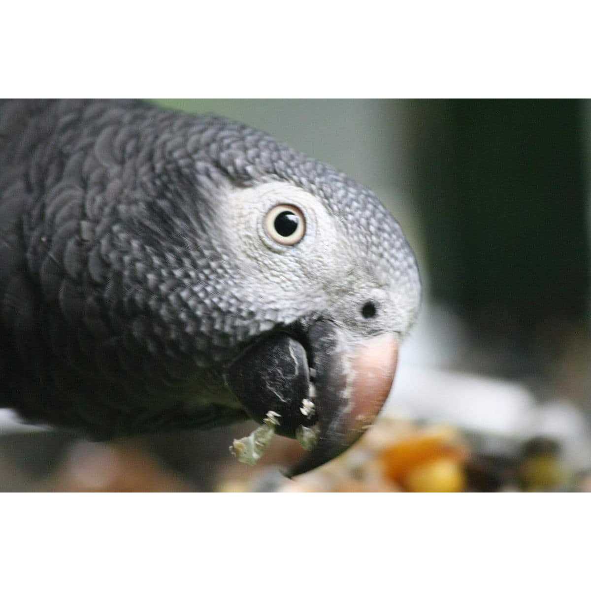 Parrot Food Sample Pack A718098