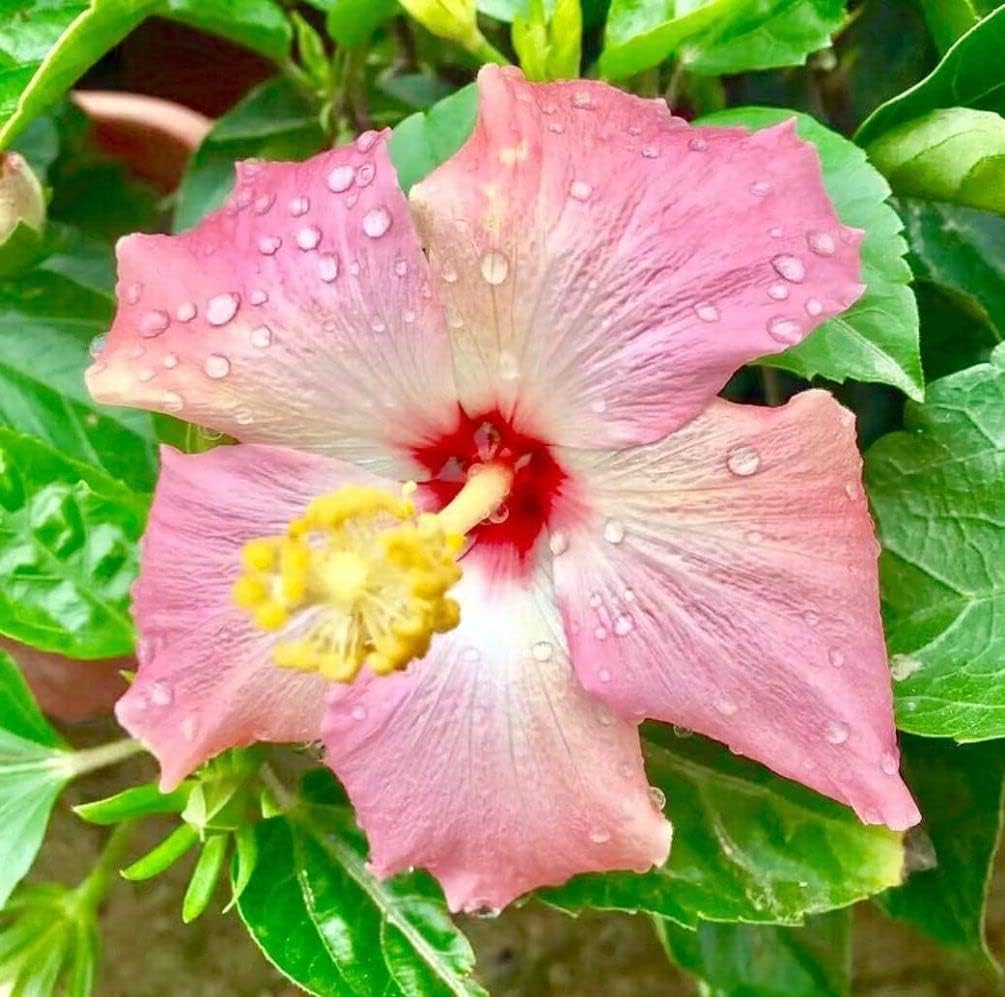 Giant Hibiscus Flower Mix Color for Gardening H295339