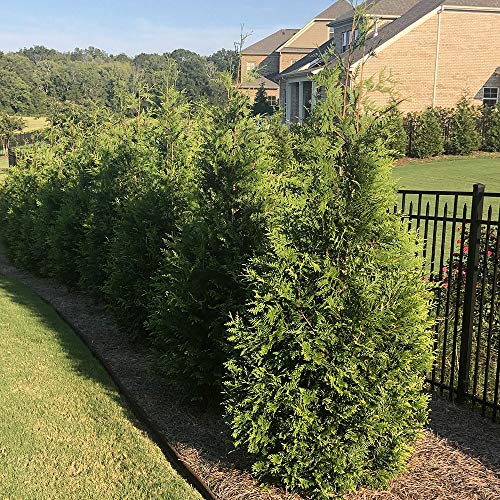 Green Giant Arborvitae Shrub 2.25 Gal W6248