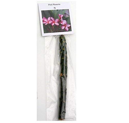 Hawaiian Plumeria Frangipani Cuttings Red White Yellow Pink 8-10 Inches X570508