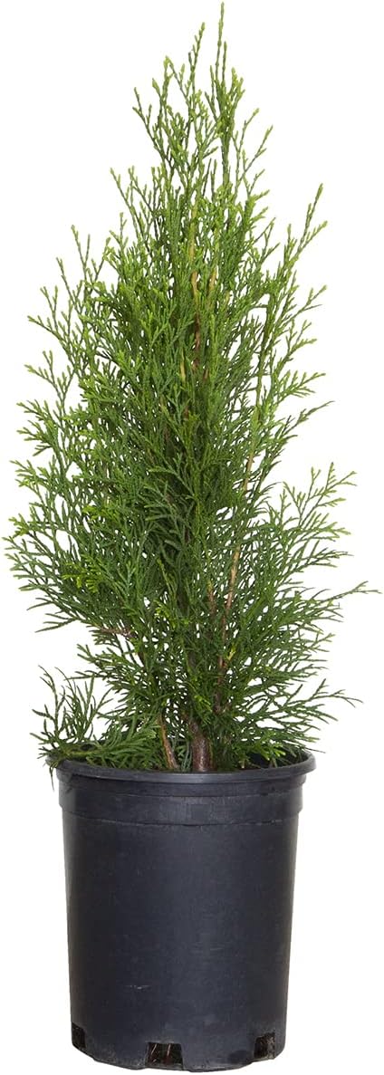 Thuja Green Giant 5-Pack Privacy Evergreen Arborvitae J664414