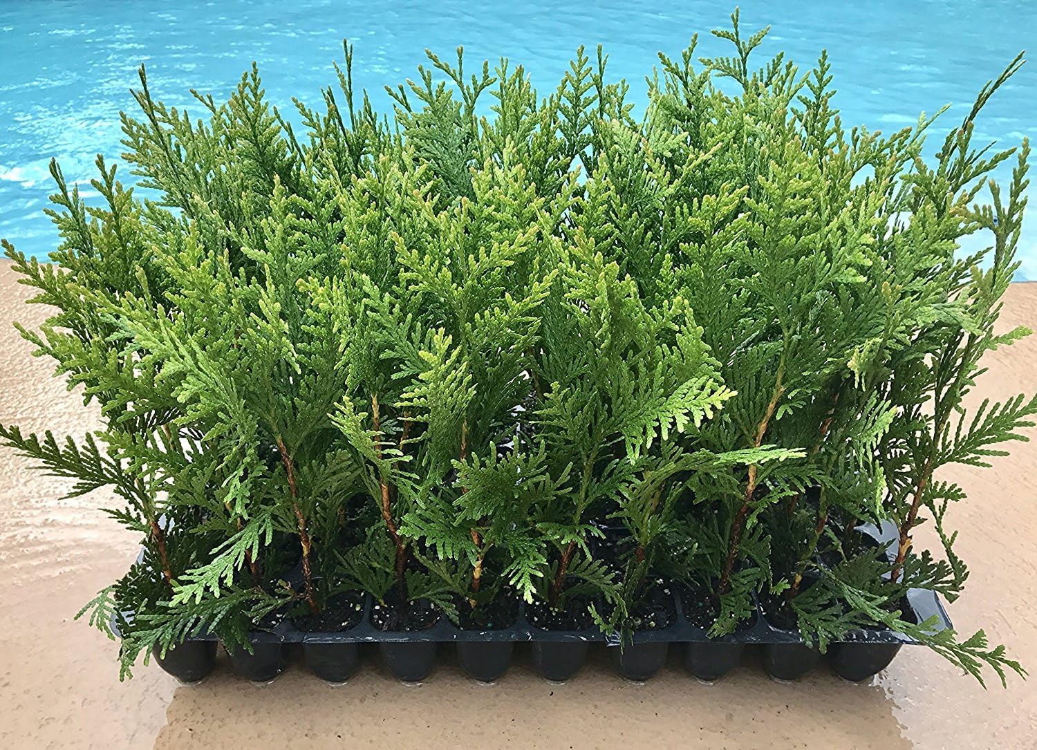 40 Live Trees Evergreen Privacy H616