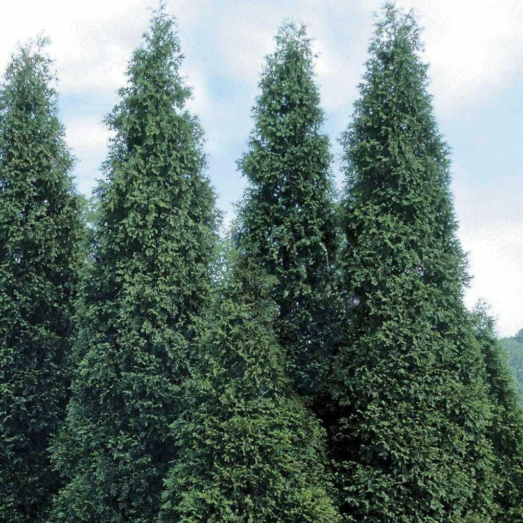 Thuja Green Giant Arborvitae Seedlings 6-12" Tall in 2.5" Pots K452
