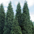 40 Thuja Green Giant Arborvitae Trees/Shrubs - 6-12" Tall Seedlings - Live Plants - 2.5" Pots