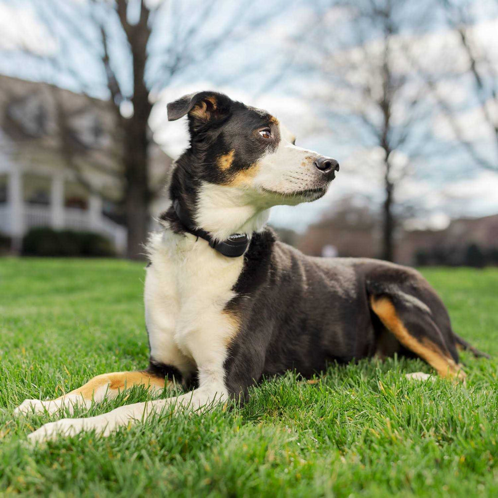 Wireless Fence Receiver Collar for Pets P5566