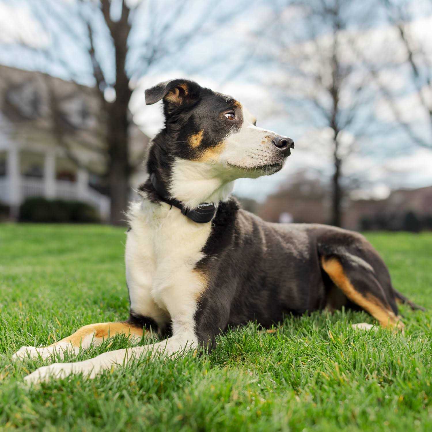 Wireless Fence Receiver Collar for Pets P5566