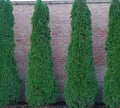 Emerald Arborvitae - Live Plants Shipped 1 to 2 Feet Tall by DAS Farms (No California)