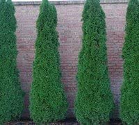 Emerald Arborvitae - Live Plants Shipped 1 to 2 Feet Tall by DAS Farms (No California)