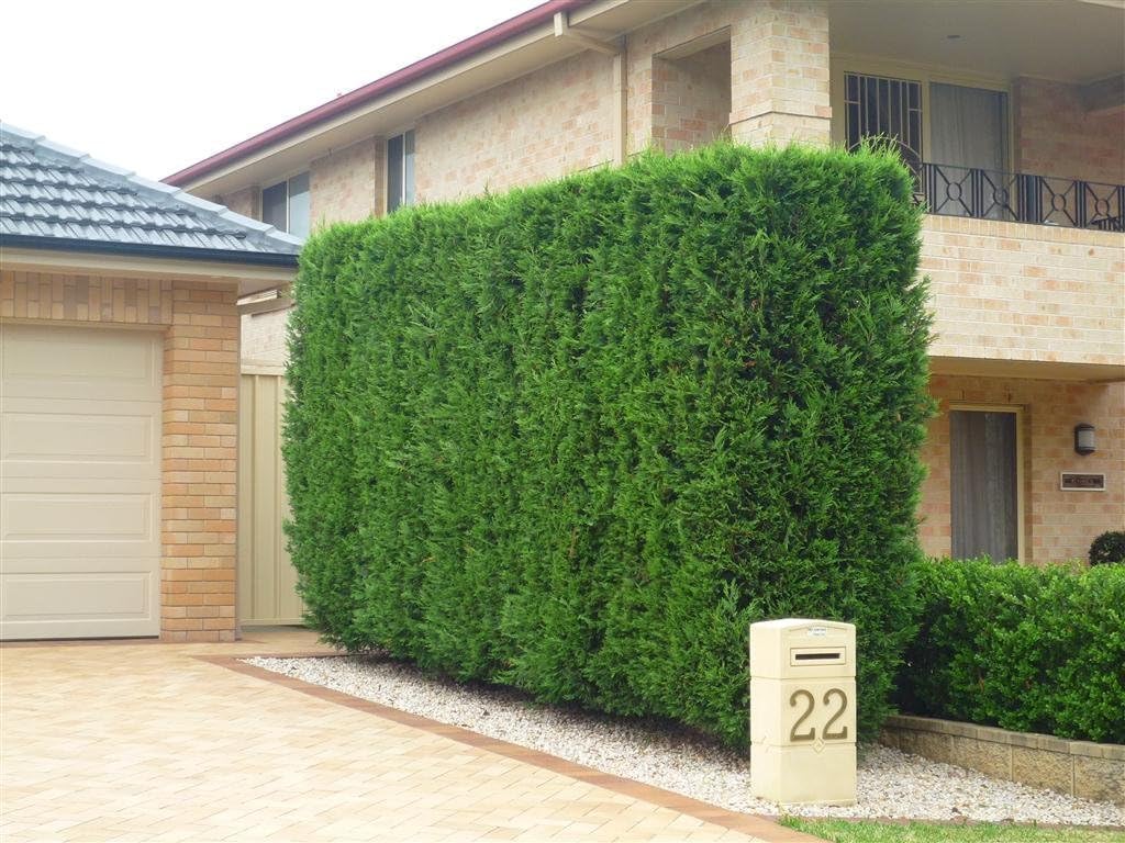 40 Live Trees Evergreen Privacy H616