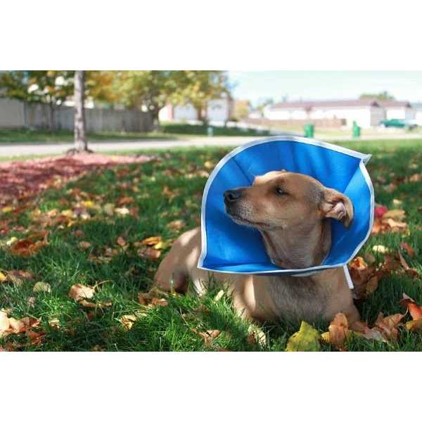 Recovery Collar for Pets M50742