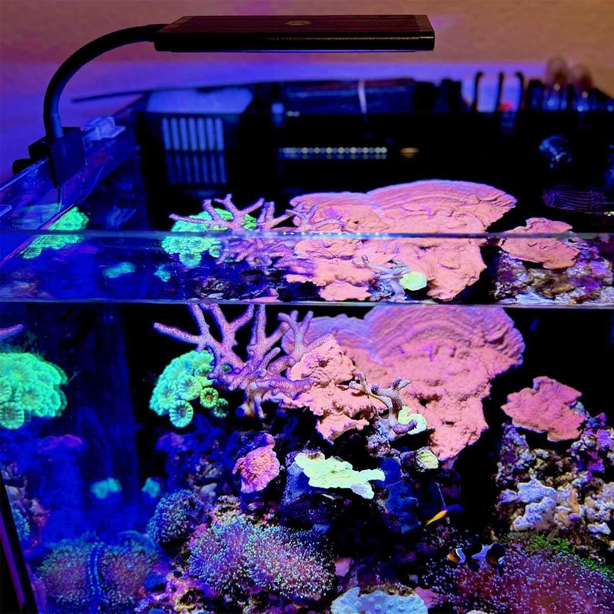 Orbit Marine NANO LED Light with Gooseneck Mount and Dynamic Controller E624914
