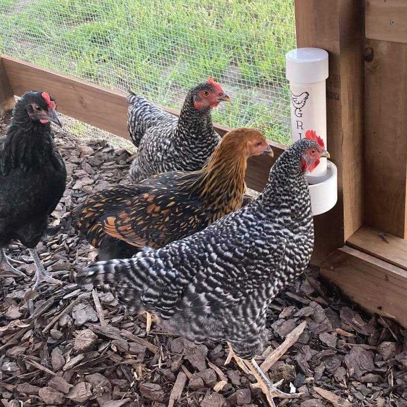 Poultry Grit for Chickens Y827229