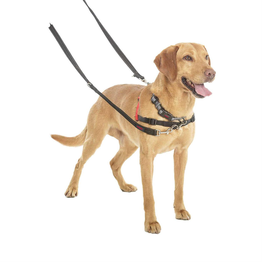 Training Lead for Dogs V3754