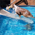 Petstep Pool Bundle - Pet Supplies online store