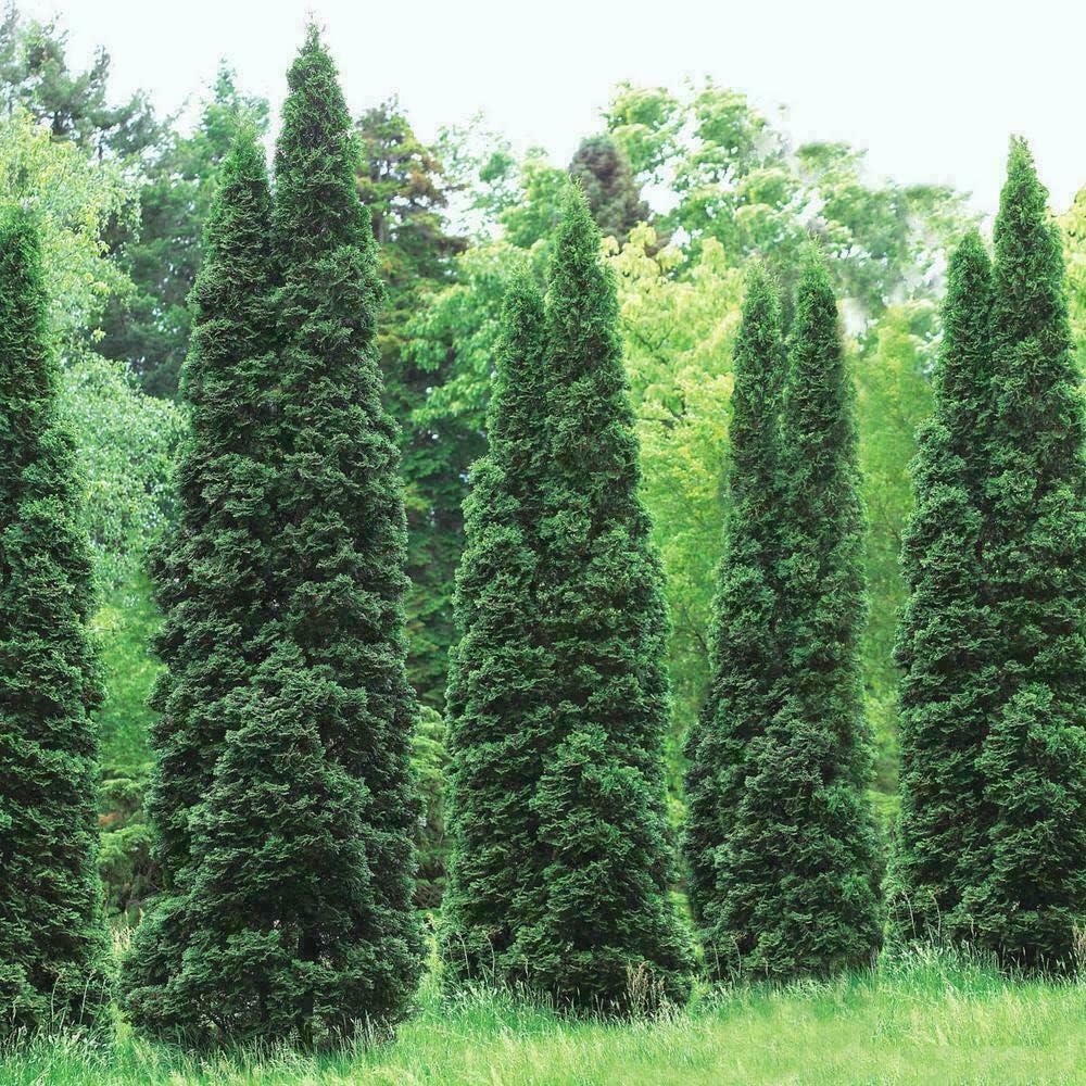 Thuja Green Giant Arborvitae Seedlings, 6-12" Tall, 2.5" Pots G3100