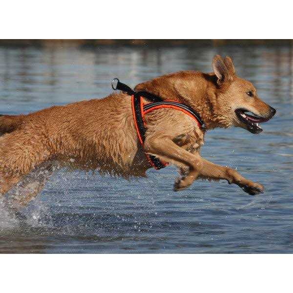 Sport Harness for Dogs G71865