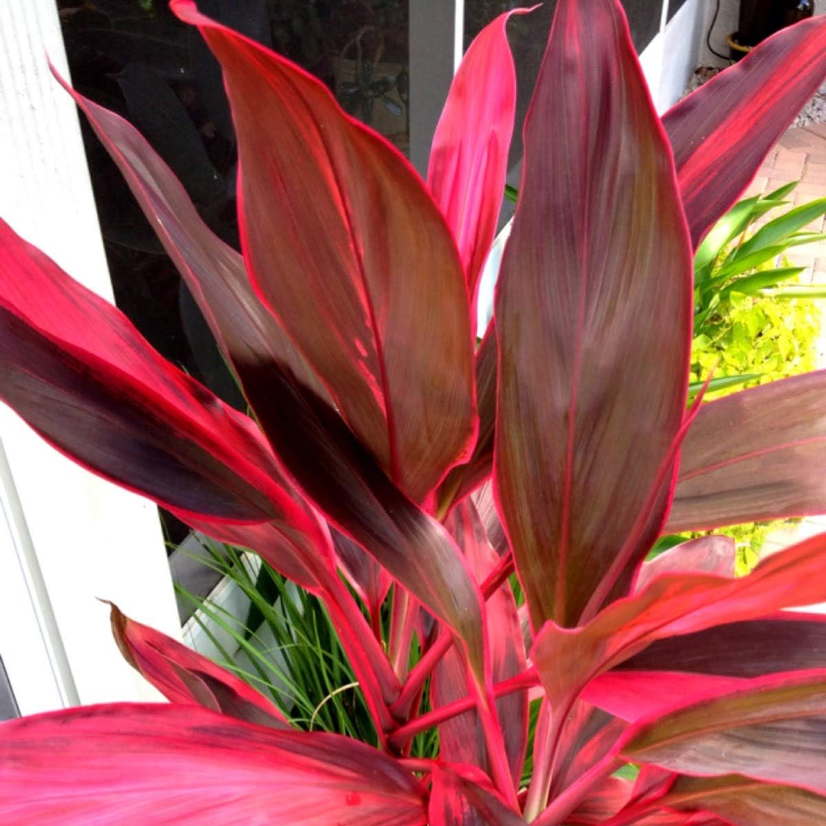 Red Ti Leaf Plant 2 Logs J8786