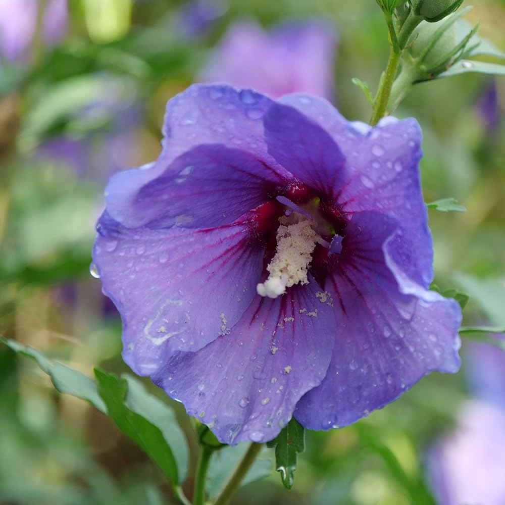 Hibiscus Paraplu Violet Shrub 2 Gallon K74459