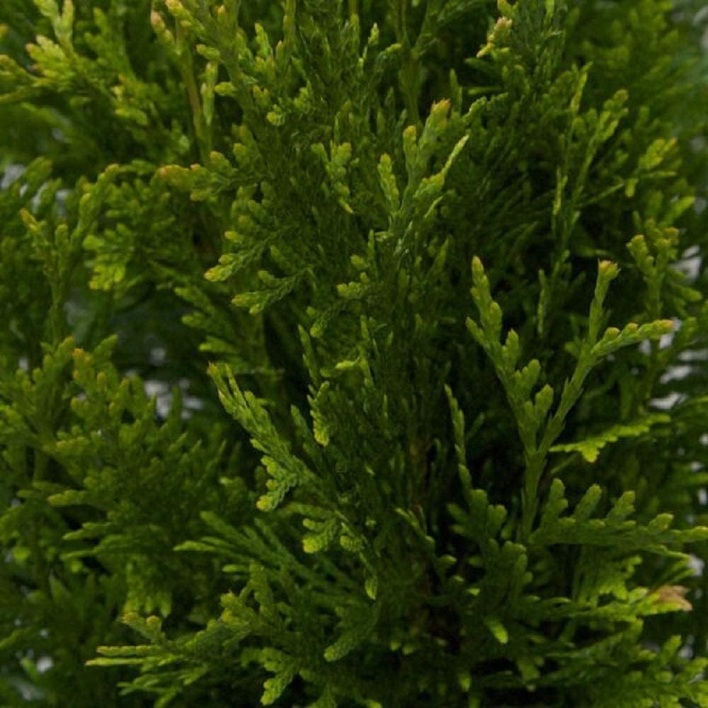 2.5 Gallon Thuja Green Giant Evergreen Privacy Tree C33760