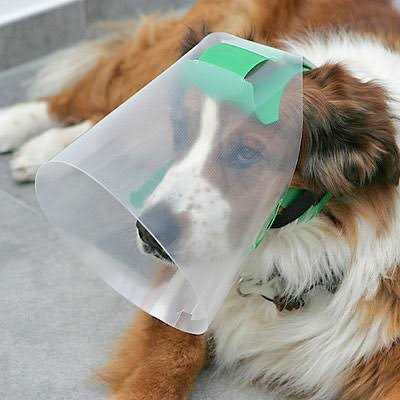 Provizor Products ED Nova Guard - Pet Supplies online store
