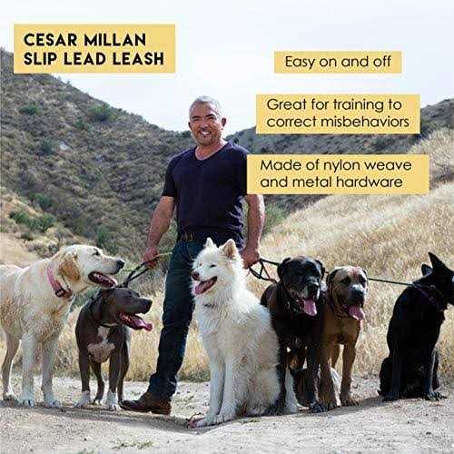 Dog Training Slip Lead Leash 2-in-1 Collar B4699
