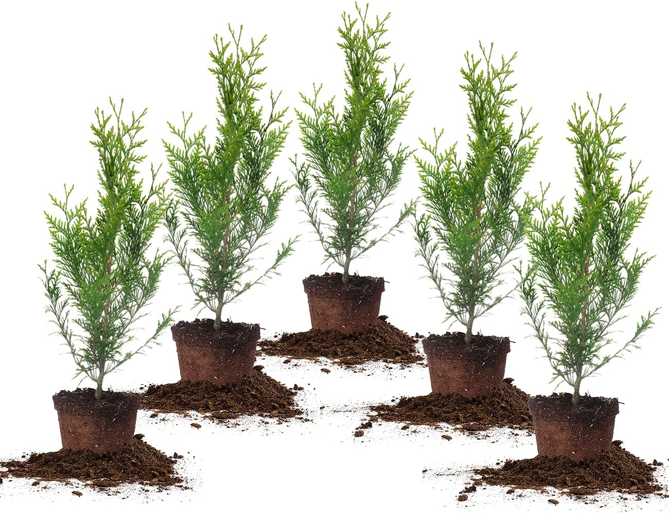 Thuja Green Giant 5-Pack Privacy Evergreen Arborvitae J664414