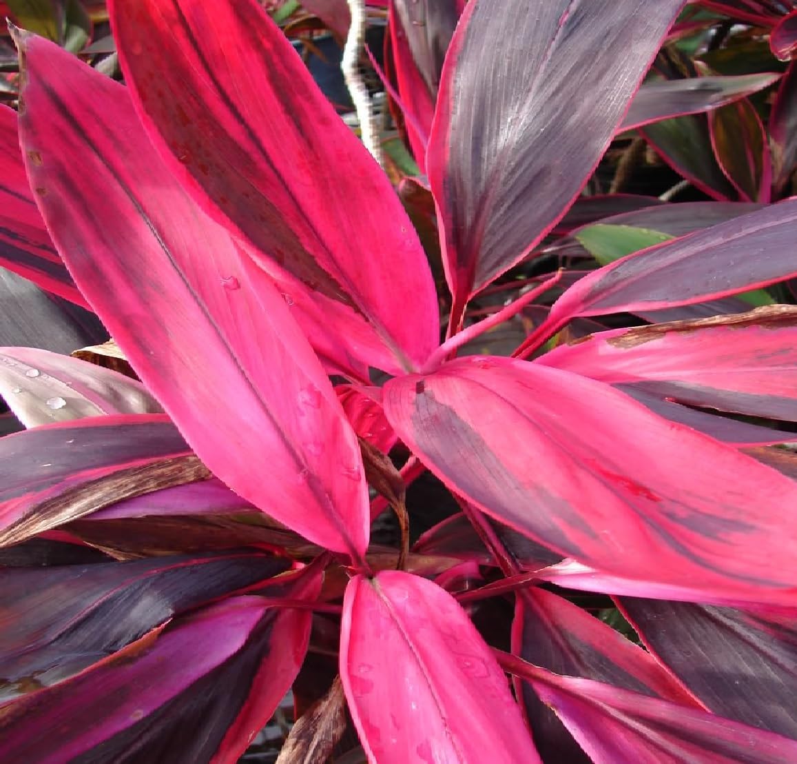 Red Ti Leaf Plant 2 Logs J8786