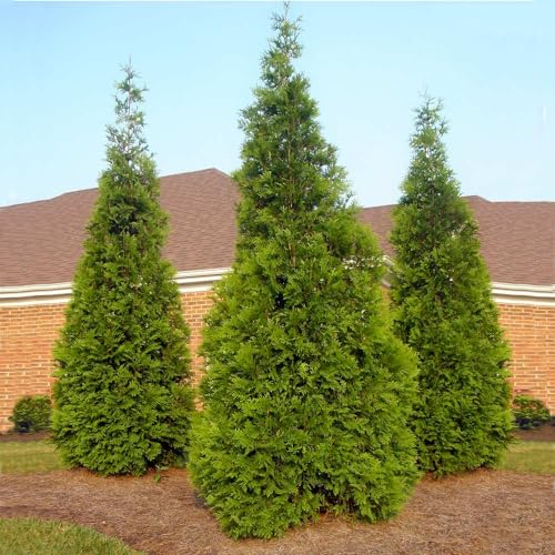 Thuja Green Giant, 1-2 ft. E1373