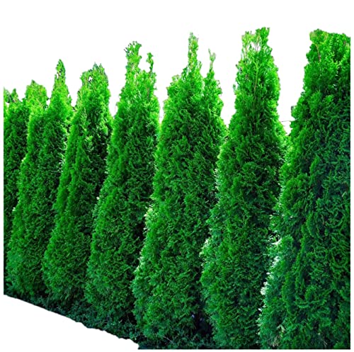 Emerald Arborvitae Live Plant 1-2 Feet Tall C4141