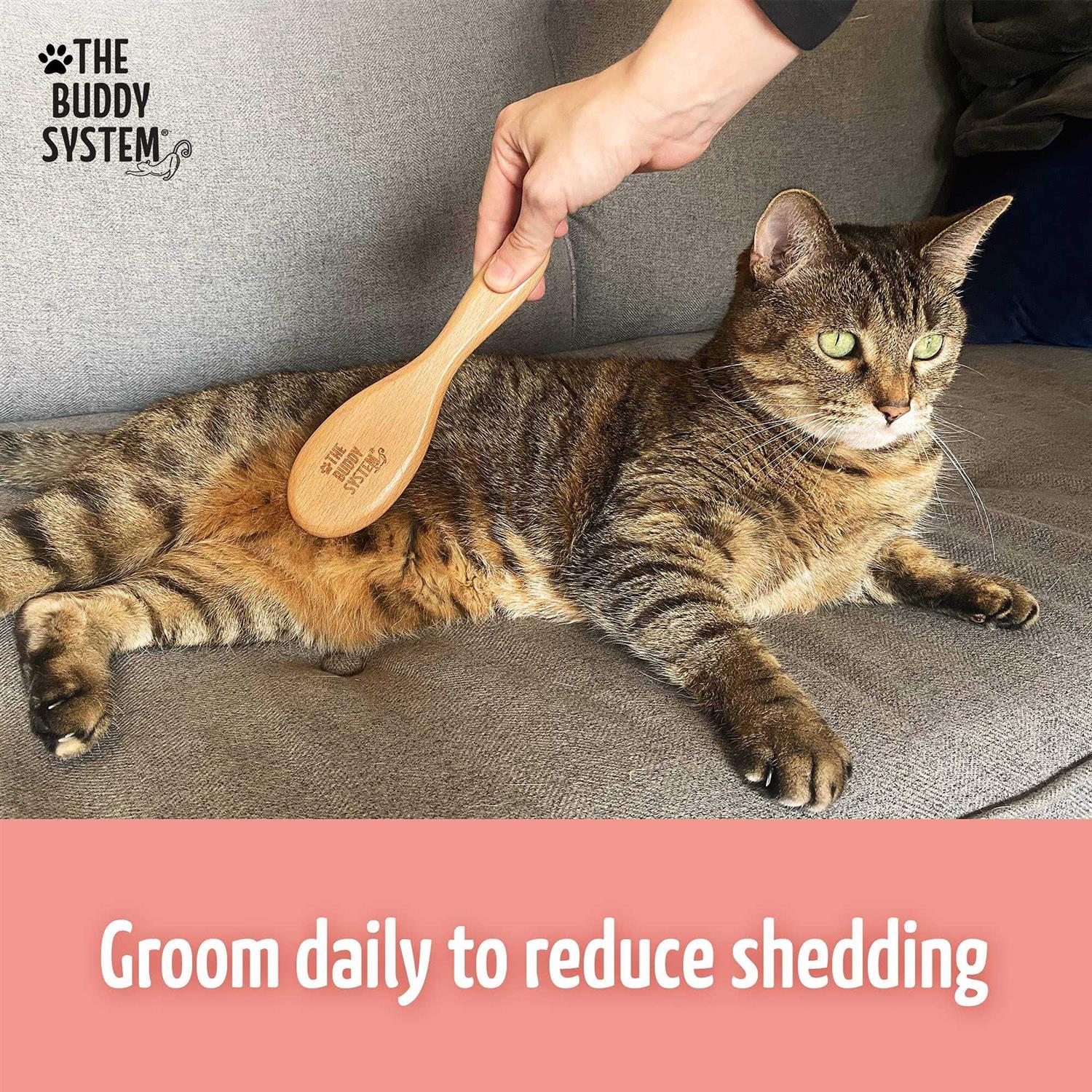 Cat Brush with Boar Bristle and Wooden Handle for Daily Grooming E333